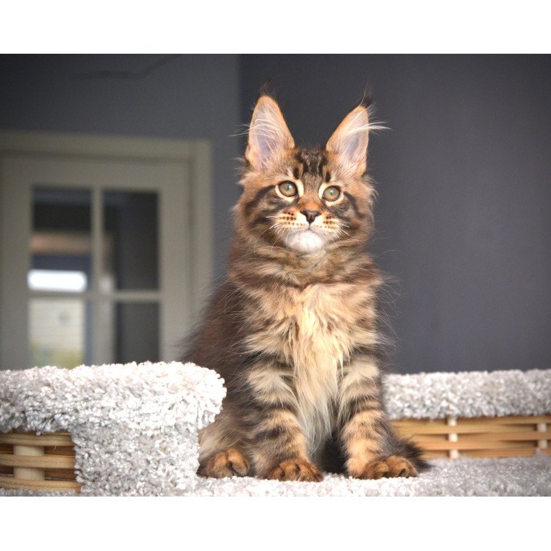 Maine Coon NOV Whitewood