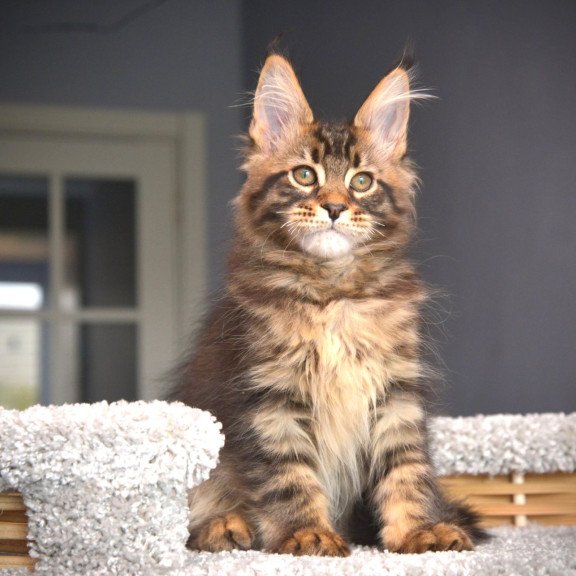 Maine Coon NOV Whitewood