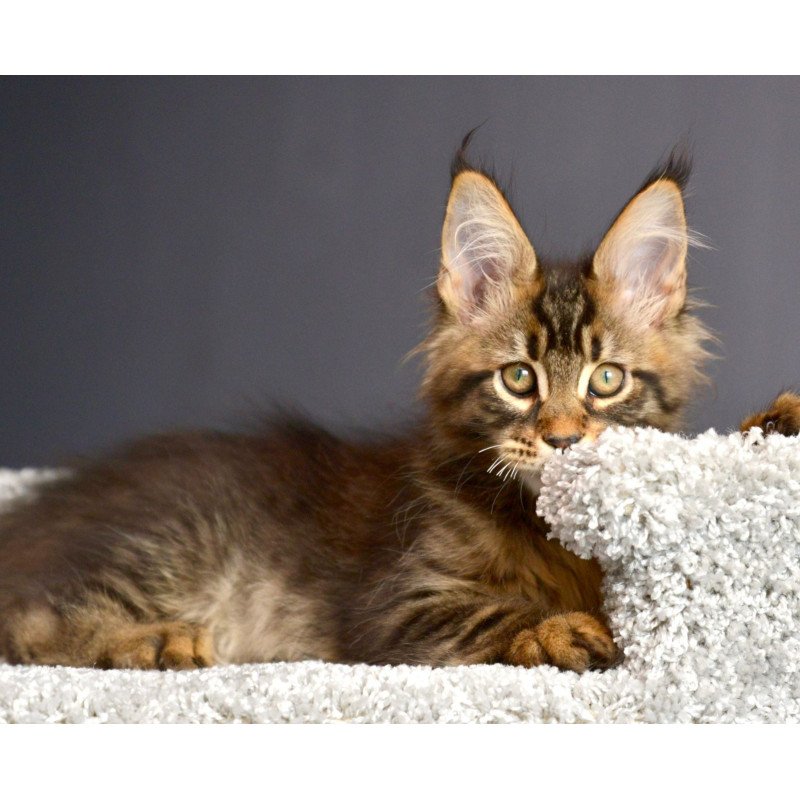 Maine Coon NOV Whitewood