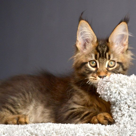 Maine Coon NOV Whitewood