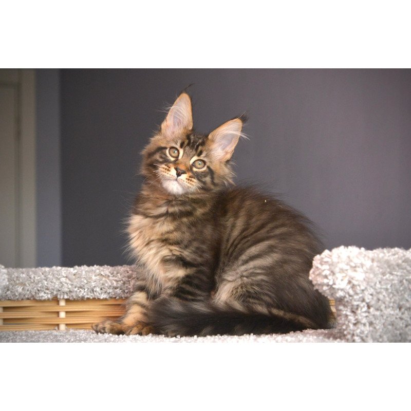 Maine Coon NOV Whitewood