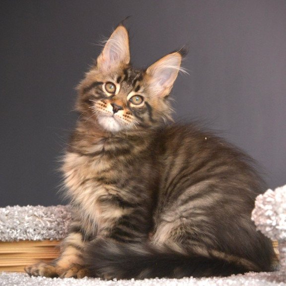 Maine Coon NOV Whitewood