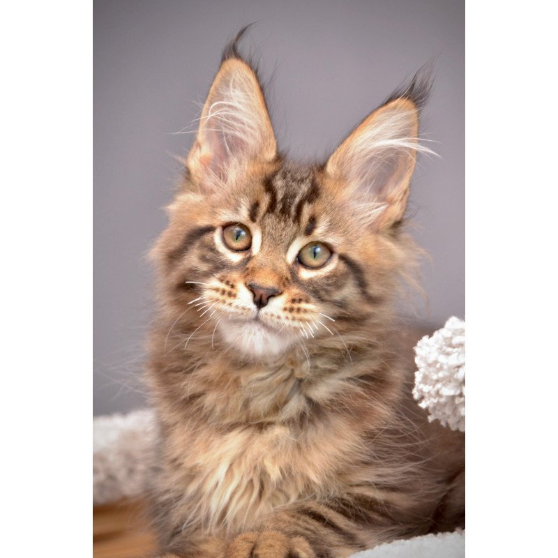 Maine Coon NOV Whitewood