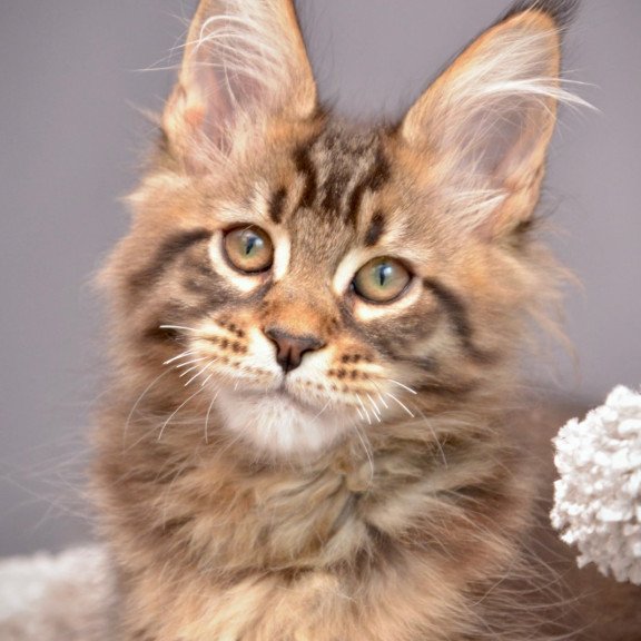 Maine Coon NOV Whitewood