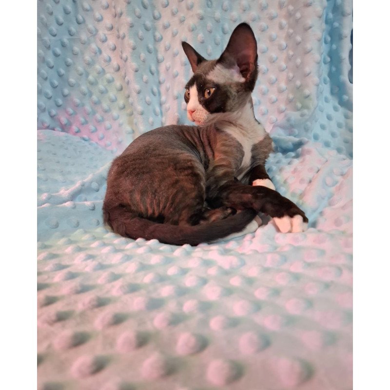 Devon Rex NOV Eliza