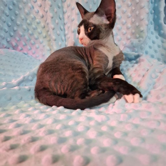 Devon Rex NOV Eliza