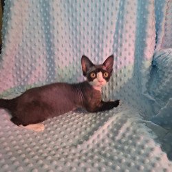 Devon Rex NOV Eliza