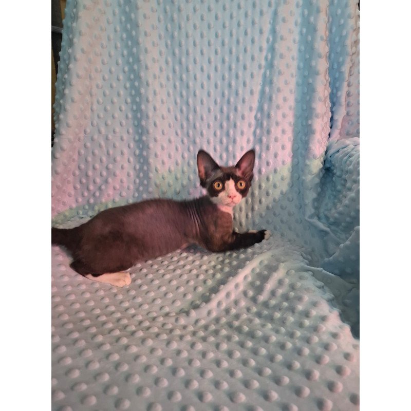 Devon Rex NOV Eliza
