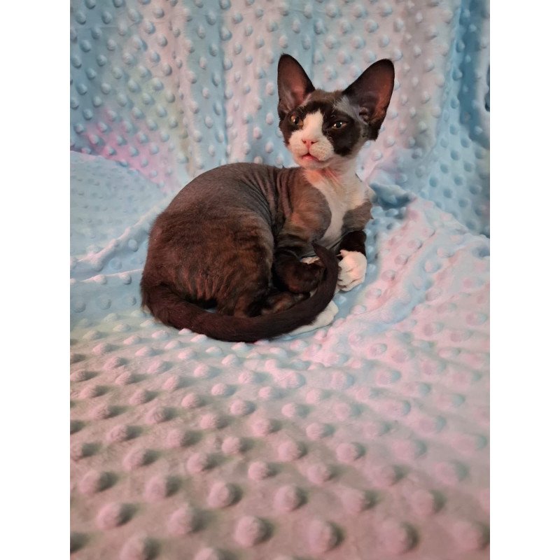 Devon Rex NOV Eliza