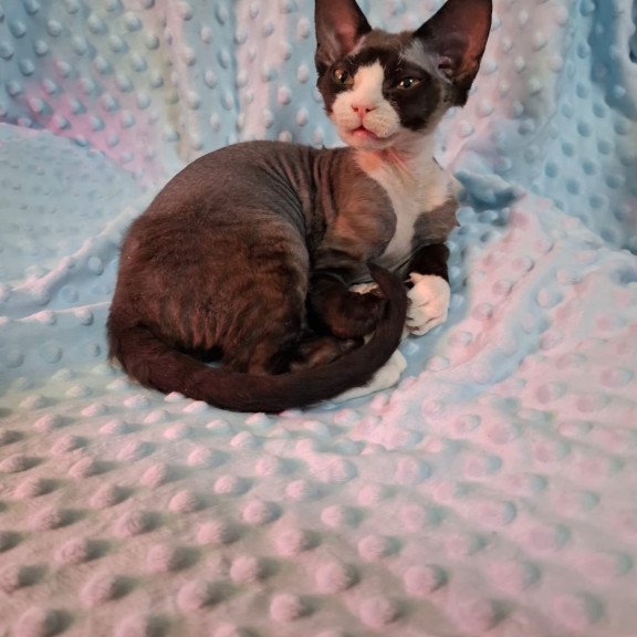 Devon Rex NOV Eliza