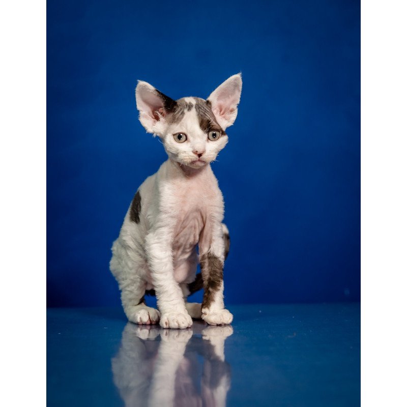Devon Rex NOV Inky