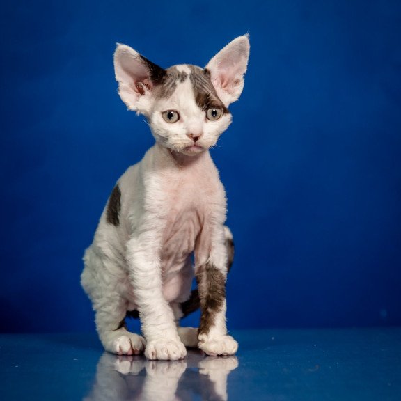 Devon Rex NOV Inky