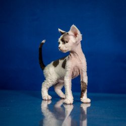 Devon Rex NOV Inky