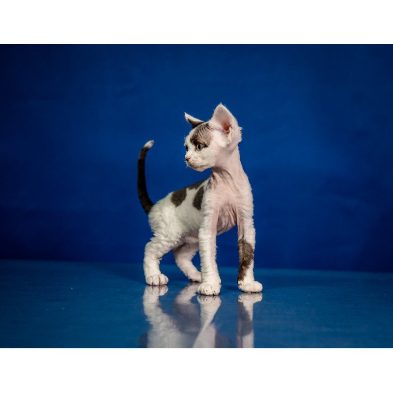 Devon Rex NOV Inky