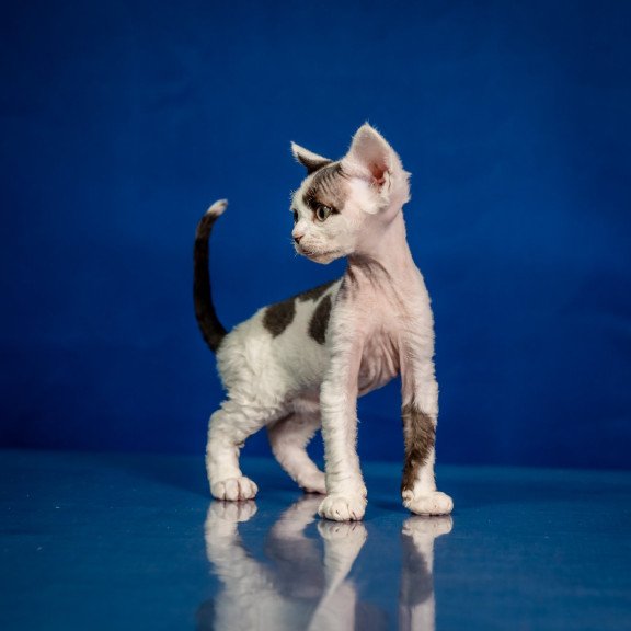 Devon Rex NOV Inky