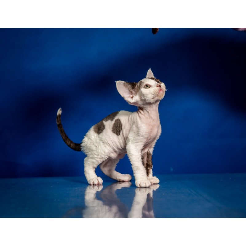 Devon Rex NOV Inky