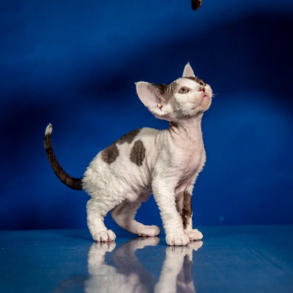 Devon Rex NOV Inky