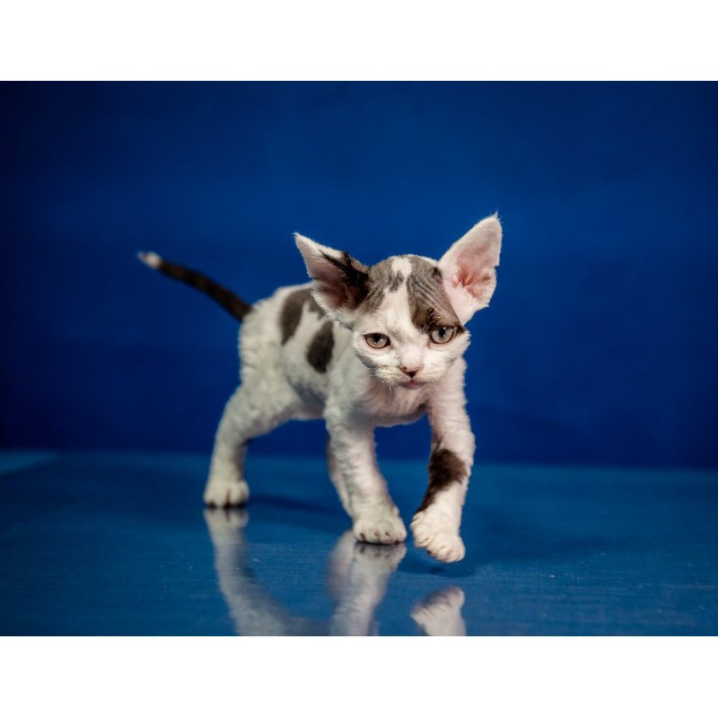 Devon Rex NOV Inky