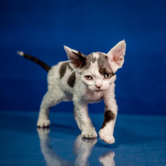 Devon Rex NOV Inky