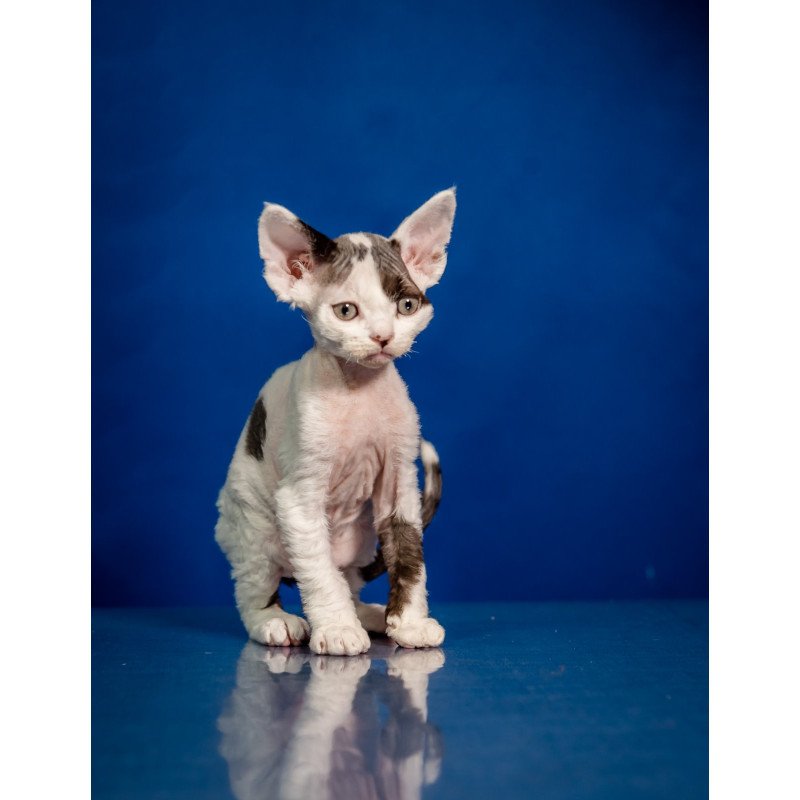 Devon Rex NOV Inky