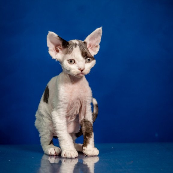 Devon Rex NOV Inky