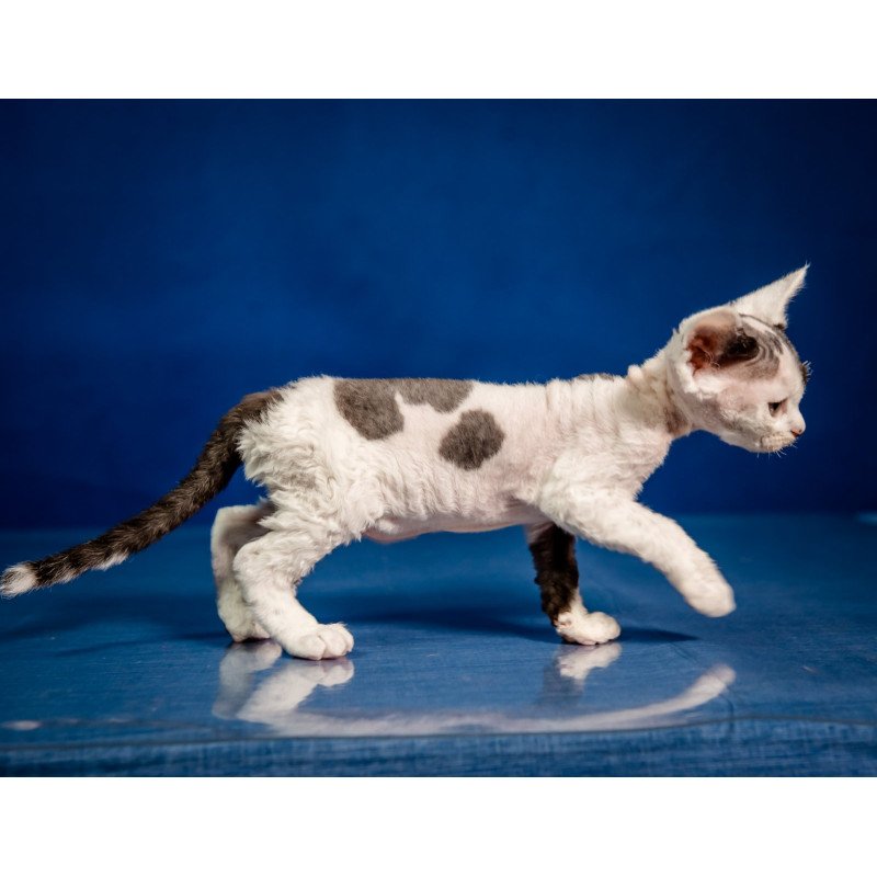 Devon Rex NOV Inky