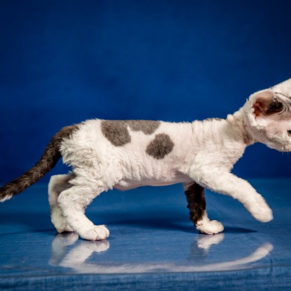 Devon Rex NOV Inky