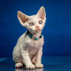 Devon Rex NOV Ice Cream