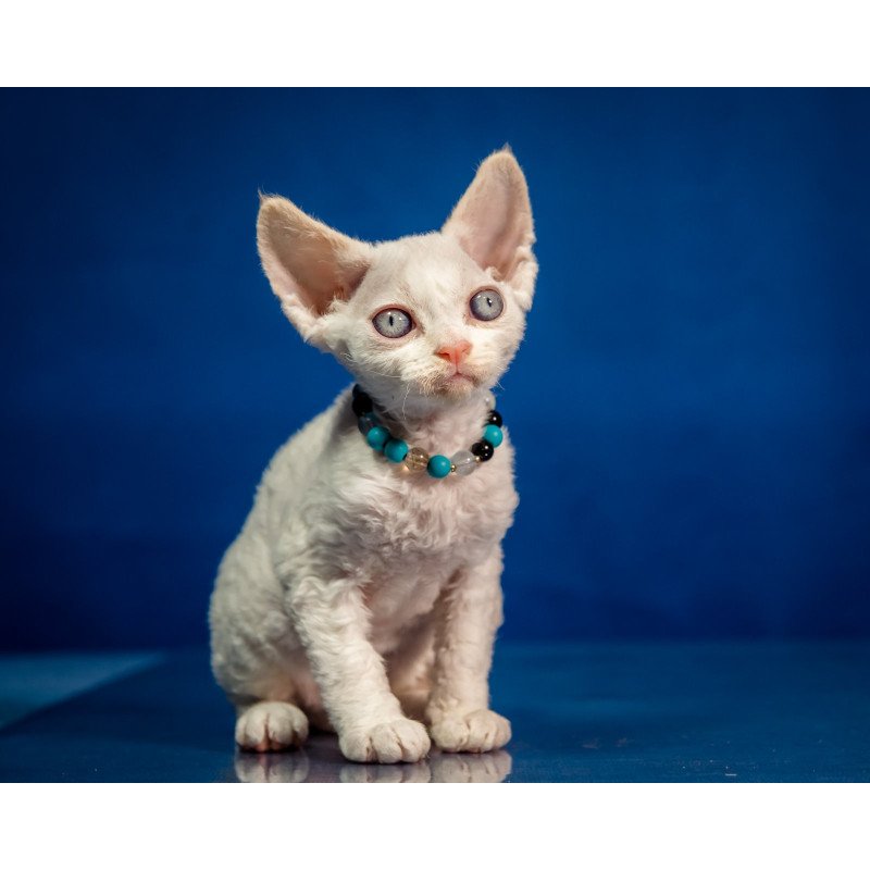 Devon Rex NOV Ice Cream