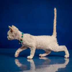 Devon Rex NOV Ice Cream
