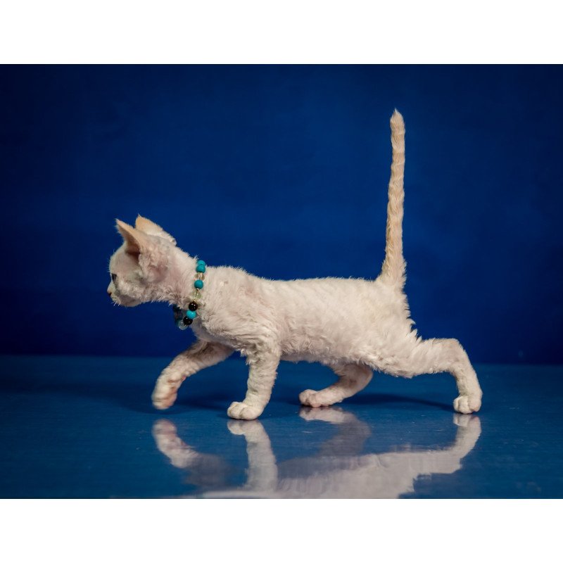 Devon Rex NOV Ice Cream