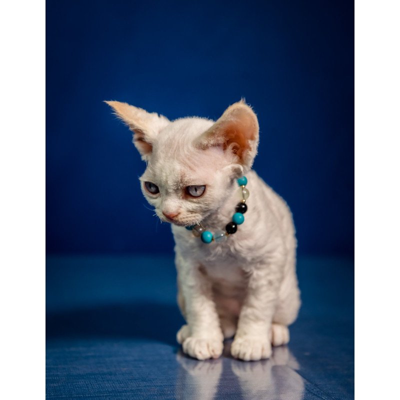 Devon Rex NOV Ice Cream