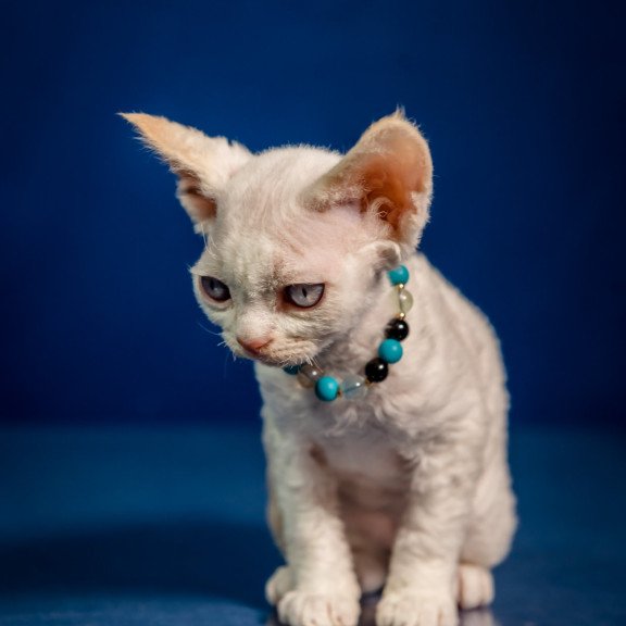Devon Rex NOV Ice Cream