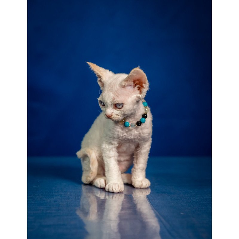 Devon Rex NOV Ice Cream