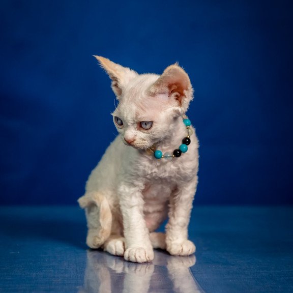 Devon Rex NOV Ice Cream