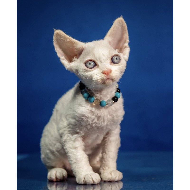 Devon Rex NOV Ice Cream