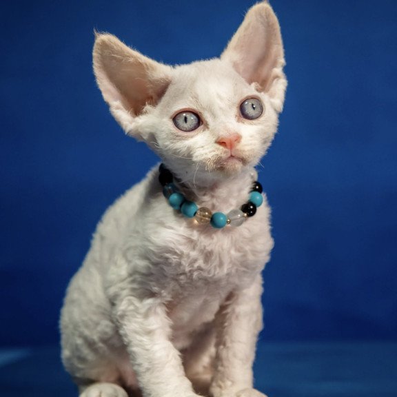 Devon Rex NOV Ice Cream