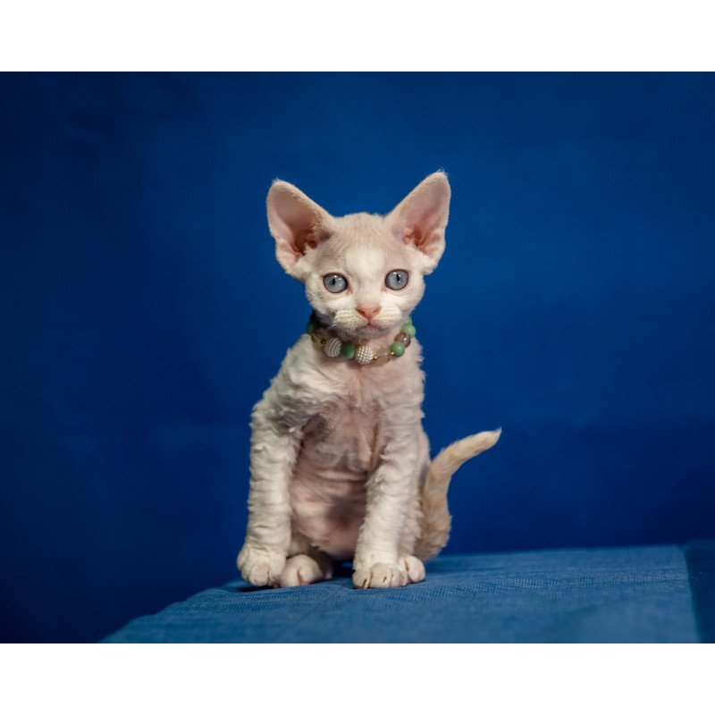 Devon Rex NOV Ice Cream