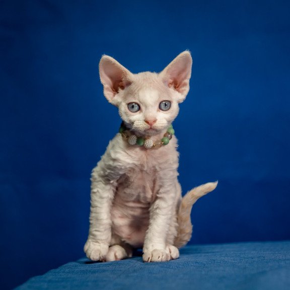 Devon Rex NOV Ice Cream