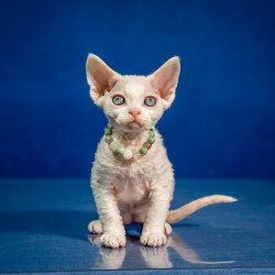 Devon Rex NOV Ice Berry