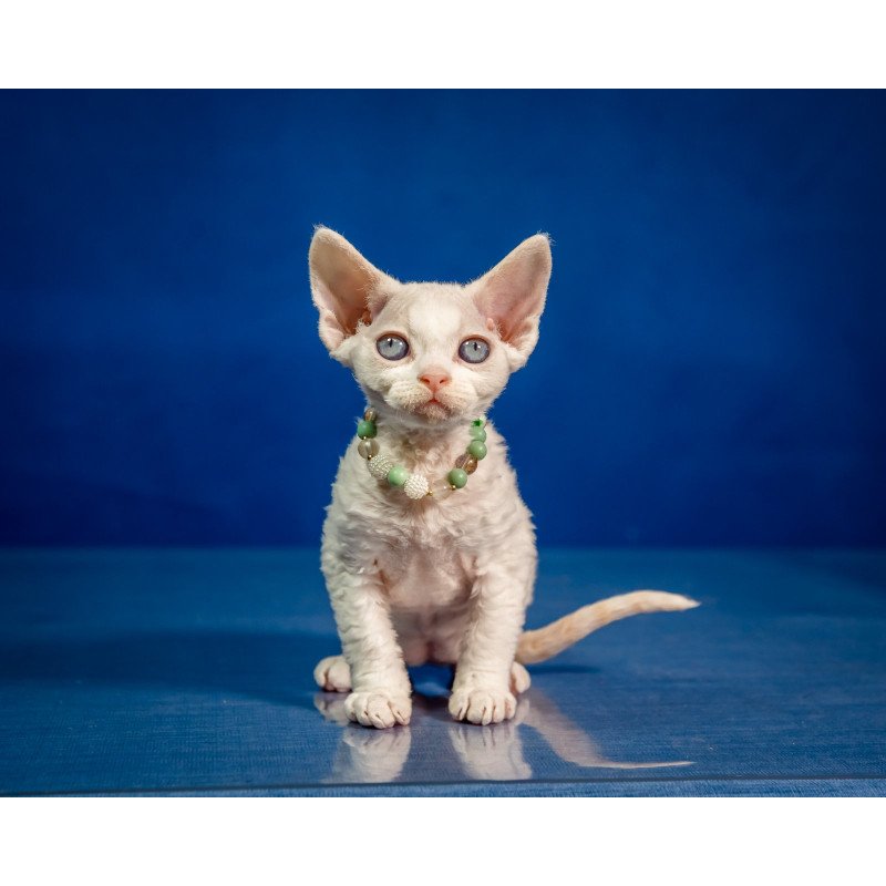 Devon Rex NOV Ice Berry