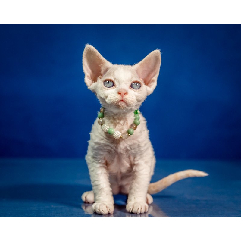 Devon Rex NOV Ice Berry
