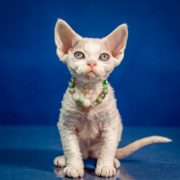 Devon Rex NOV Ice Berry