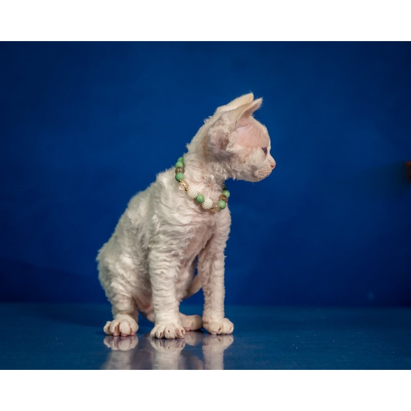 Devon Rex NOV Ice Berry