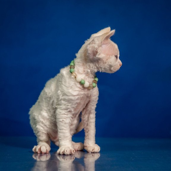 Devon Rex NOV Ice Berry