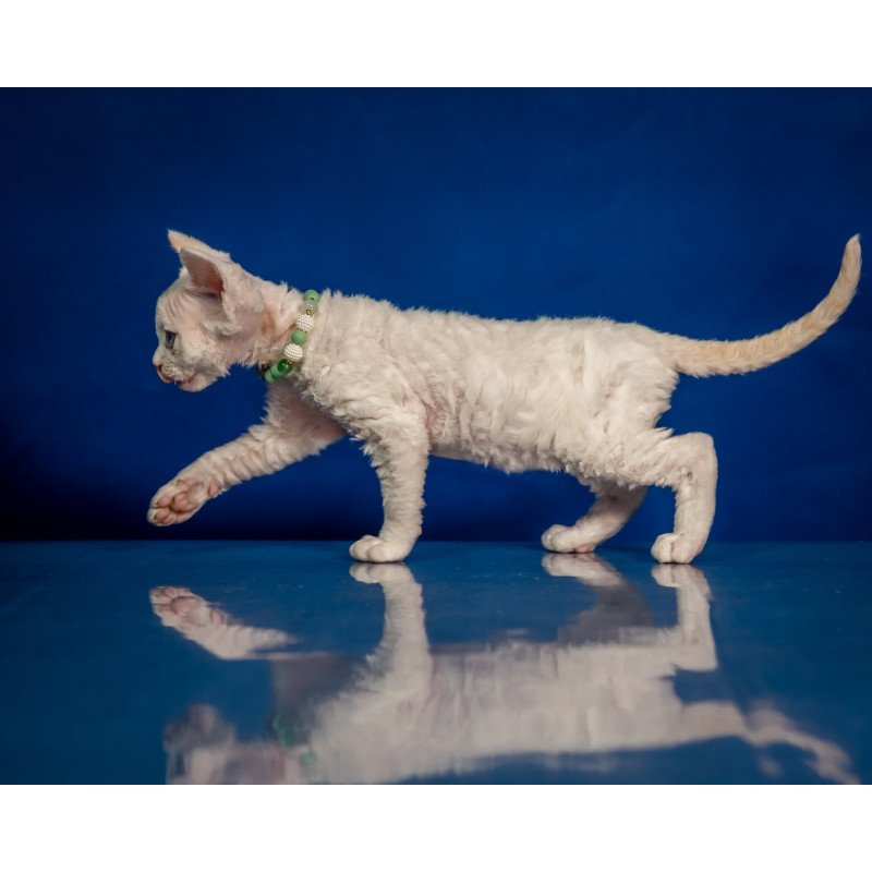 Devon Rex NOV Ice Berry