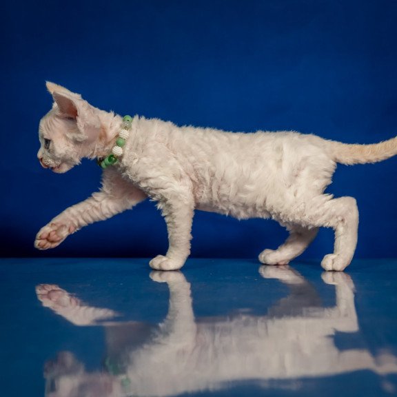 Devon Rex NOV Ice Berry