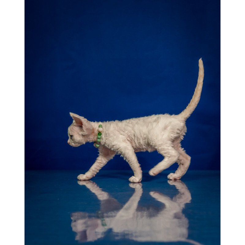 Devon Rex NOV Ice Berry