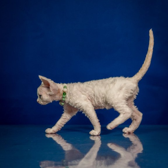 Devon Rex NOV Ice Berry