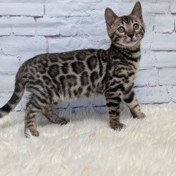 Bengal NOV Xena